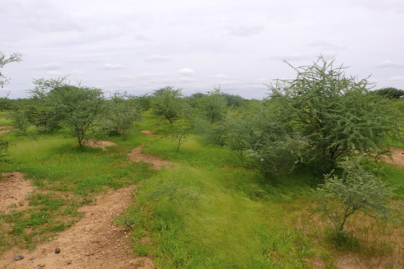 cinq_ans_apres_semis