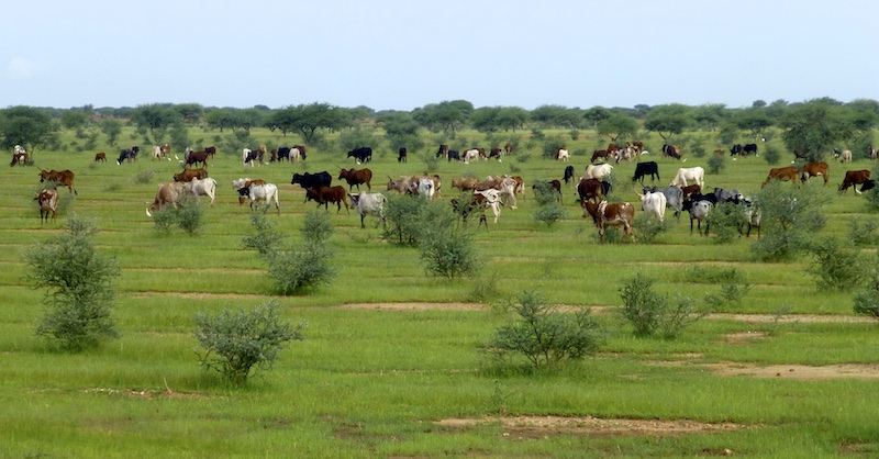 vaches_buissons_arbres_herbe